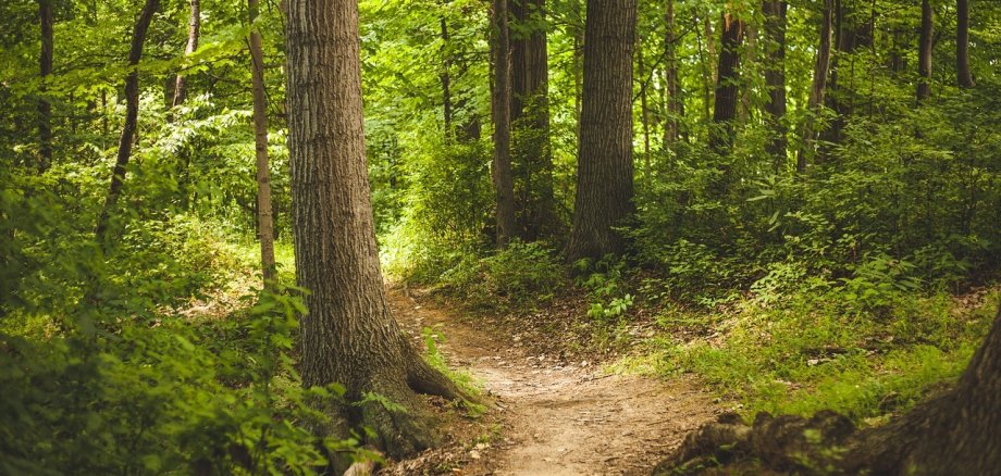 Kleiner Weg im Wald