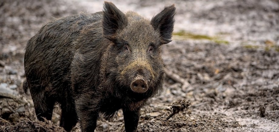 Wildschwein